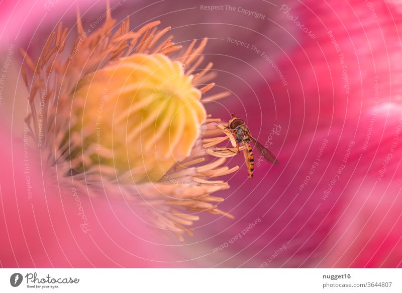 Schwebfliege auf Mohnblüte Insekt Tier Makroaufnahme Nahaufnahme Natur Farbfoto Außenaufnahme Flügel Pflanze Schwache Tiefenschärfe Menschenleer Tierporträt