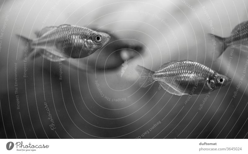 Aquarium mit Barben, schwarz weiß Bild Fisch Schwarmfisch Wasser Unterwasseraufnahme Nahaufnahme Schuppen glänzend Schwarzweißfoto Schwimmen & Baden Tierporträt
