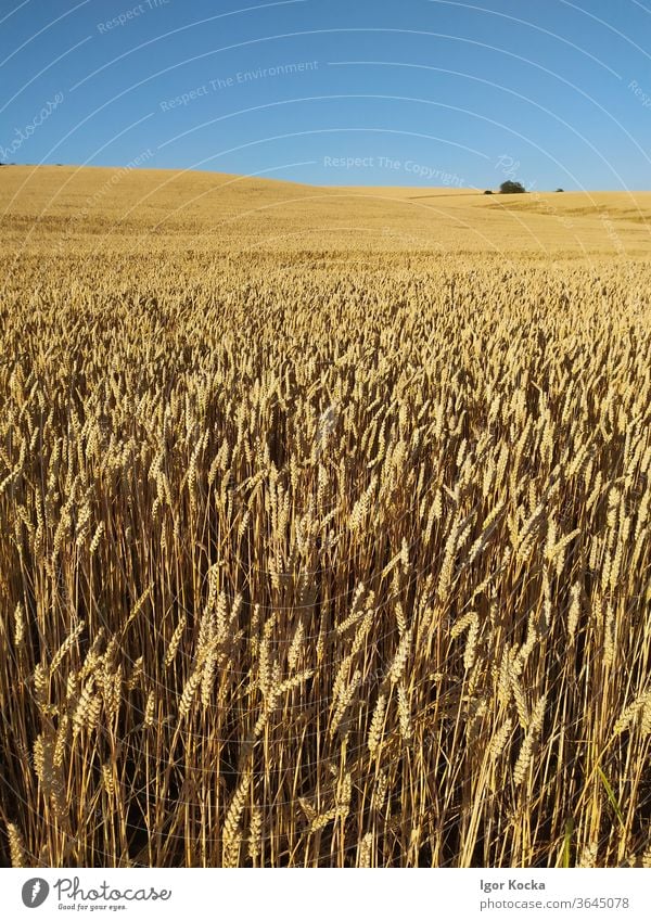 Szenische Ansicht eines landwirtschaftlichen Feldes vor klarem blauen Himmel Landschaft Weizen Klarer Himmel Ländliche Szene Textfreiraum Sommer sonnig Horizont