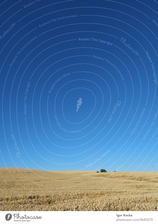 Szenische Ansicht eines landwirtschaftlichen Feldes vor klarem blauen Himmel Klarer Himmel Ländliche Szene Textfreiraum Sommer sonnig Horizont keine Menschen