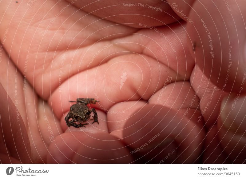 Kleiner Frosch in den Händen von neugierigen Kindern roetgener wald Wald Natur
