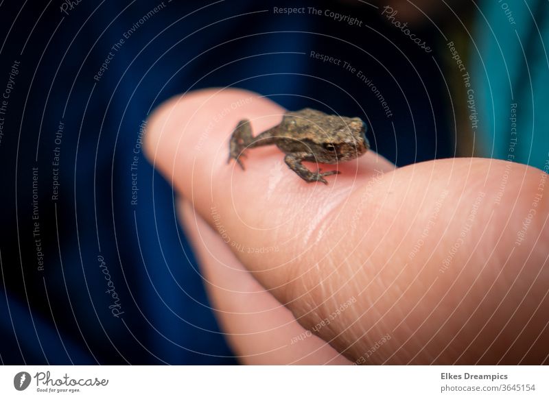 Kleiner Frosch auf einem Kinderfinger roetgener wald Wald Natur Umwelt
