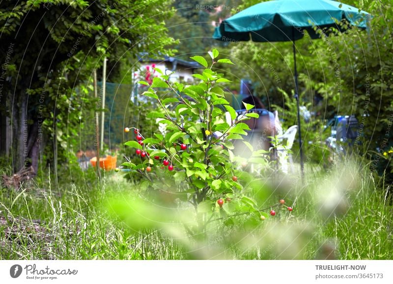 Ein Blick in Nachbars Garten mit hohem Gras, Zaun, Hecke, Sträuchern, grünem Sonnenschirm und einem jungen Sauerkirschen Bäumchen, das einige Früchte trägt