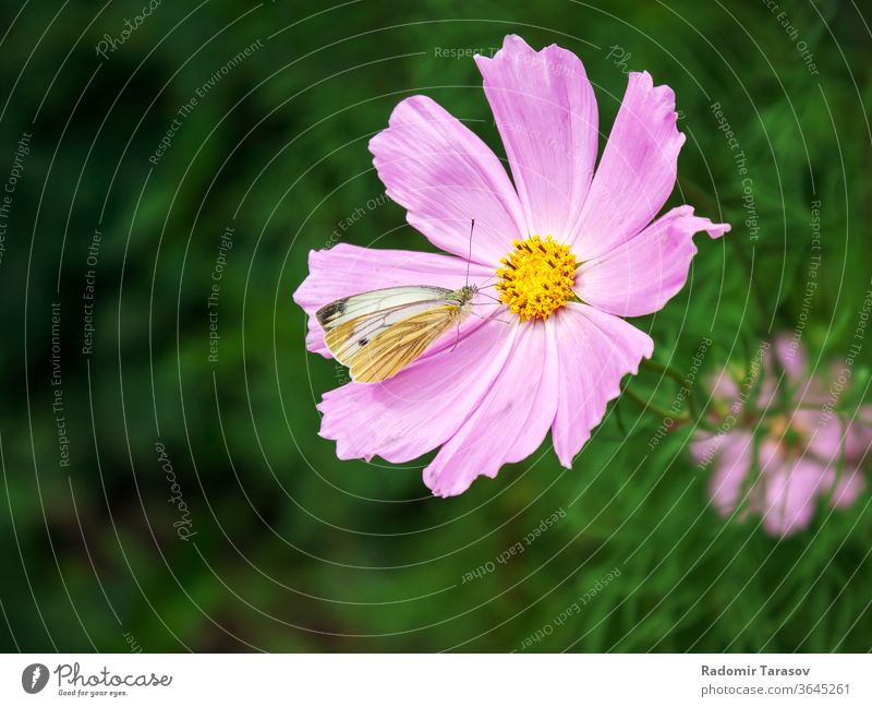 Schmetterling auf einer rosa Blume sitzend Insekt Flügel Sommer Tier weiß Natur Blüte Garten schön Hintergrund wild Tierwelt Schönheit Sitzen Nahaufnahme Flora
