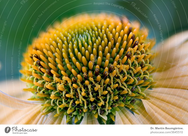 Echinacea purpurea, Sonnenblumenfamilie, gelbe Sorte Stamm Kulturvarietät Blume Auswahl Detailaufnahme Blütenkopf Zentrum Verbundwerkstoffe Asteraceae