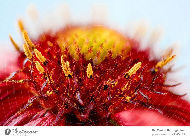 Gaillardia aristata, Deckenblume, Zentrum eines Blütenkopfes Kulturvarietät nordamerikanisch Wildblume Asteraceae Verbundwerkstoffe Sonnenblume Familie