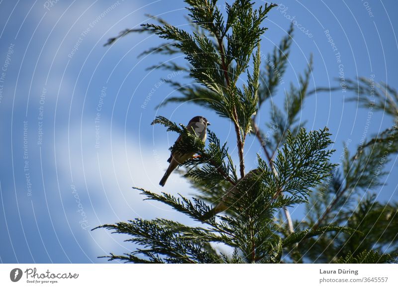 Spatz hoch oben in einer Tanne Sperlingsvögel Vogel Tier Außenaufnahme Natur Wildtier Tannenzweig Tannennadel Baum Baumspitzen klein Himmel blau klar