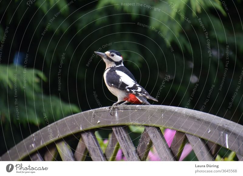 Besuch von einem Specht auf Gartenzaun Buntspecht bunt schwarz weiß federkleid Federn Besucher Zaun Vogel Natur Tier Wildtier Tierporträt Blick Außenaufnahme