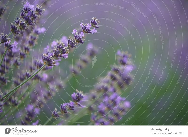 Lavendel Blüte mit ruhigem Hintergrund Makroaufnahme Nutzpflanze natürlich Frühling Menschenleer beruhigend Unschärfe Schwache Tiefenschärfe Umwelt lavendar