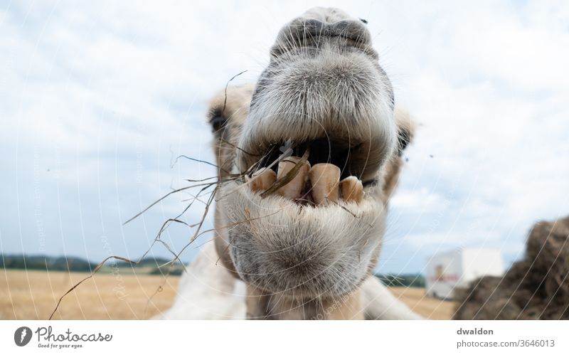 Zirkus Kamel Camel Nähe jung Tier reisen Natur Säugetier Dromedar wild Safari Gras Essen Zähne Zahnarzt Augenbraue Schnauze Kinn
