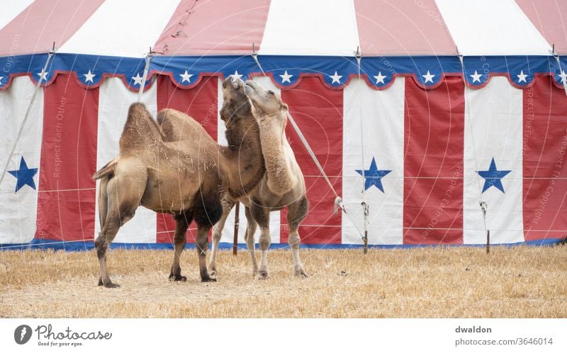 Zirkus Kamele Camel Liebe Paar itim Freund Nähe Partner romantisch Partnerschaft Zusammensein jung Romantik Fröhlichkeit Tier Zelt