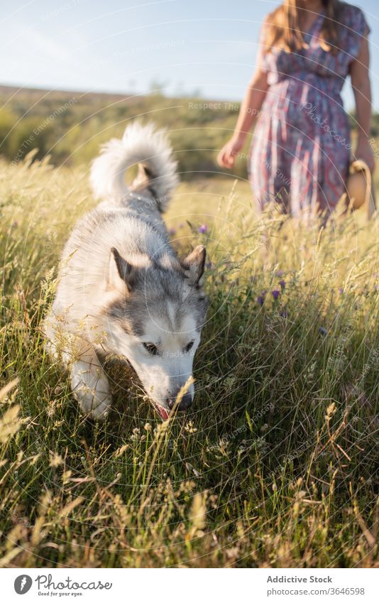 Fröhliche Frau mit Hund im Feld sich[Akk] entspannen Freund Alaska Malamut heiter Zusammensein heimisch Sommer Kleid ruhen Strohhut Lächeln Kraulen Streicheln