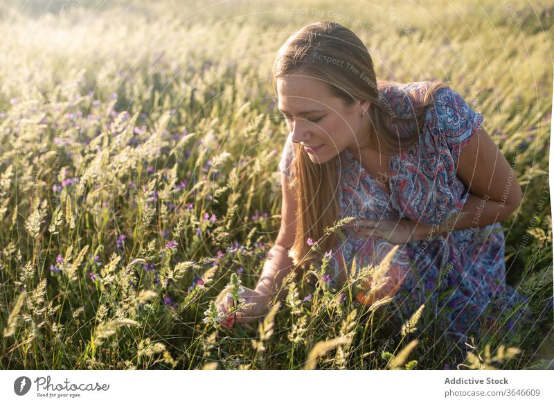 Ruhige Frau pflückt Blumen auf dem Feld pflücken Angebot Sommer Kleid Wiese filigran Blüte Natur sitzen sinnlich Blütezeit Inhalt ruhig Gelassenheit berühren