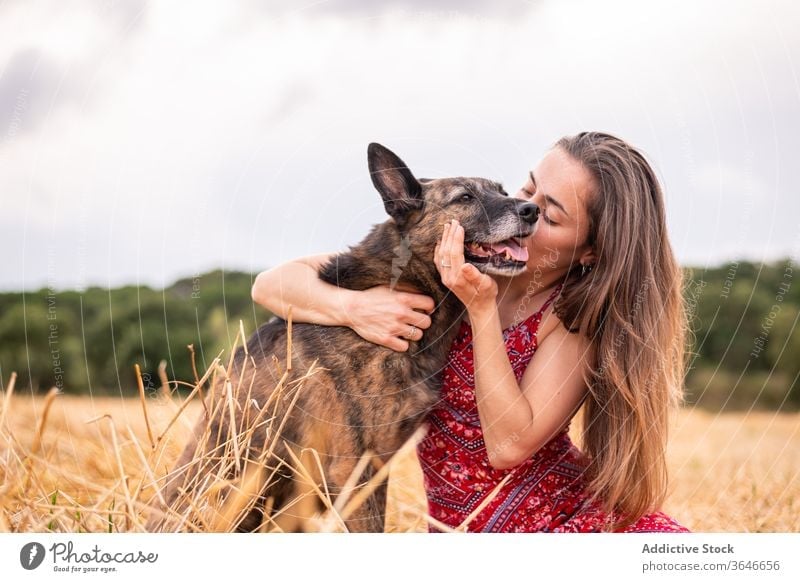 Frau umarmt Thai Ridgeback auf goldenem Gras unter bewölktem Himmel Umarmen Hund Zuneigung Bonden Begleiter Eckzahn Haustier Augen geschlossen Landschaft Tier