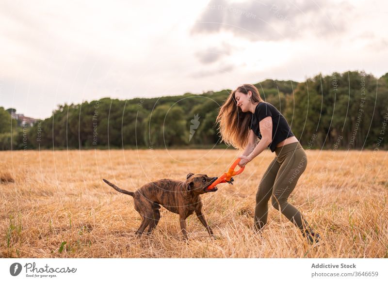 Zufriedene Frau spielt mit Thai Ridgeback im Feld unter dem Himmel spielen Hund Spielzeug Tier Zuneigung Begleiter lustig Wiese wolkig Zusammensein