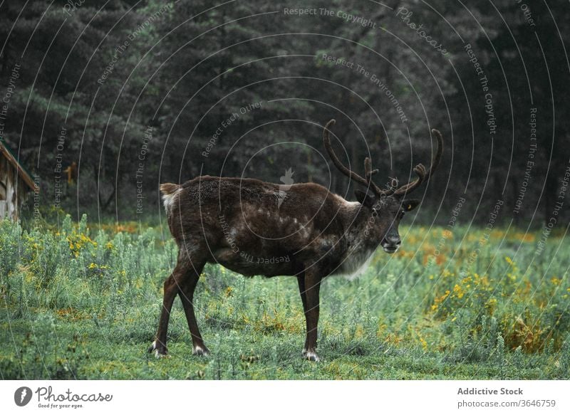 Wapiti-Hirsche weiden auf einer Waldwiese wapiti Weide wild Wiese Tier Geweih männlich Feld Gras Natur wolkig Umwelt Säugetier malerisch Landschaft Freiheit