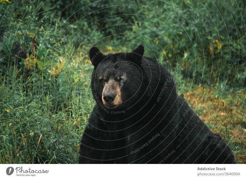 Amerikanischer Schwarzbär in Wäldern amerikanischer Schwarzbär Bär Wald Gras Tier wild Gefahr ursus americanus Natur bedeckt sitzen Baum Wetter Park grün Umwelt