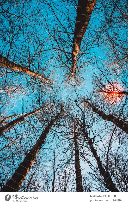 Bäume, Himmel und Sonne, Ansicht von unten Sonnenuntergang Natur Licht Außenaufnahme Farbfoto Perspektive nach oben Baumstämme Umwelt Abend Sonnenlicht