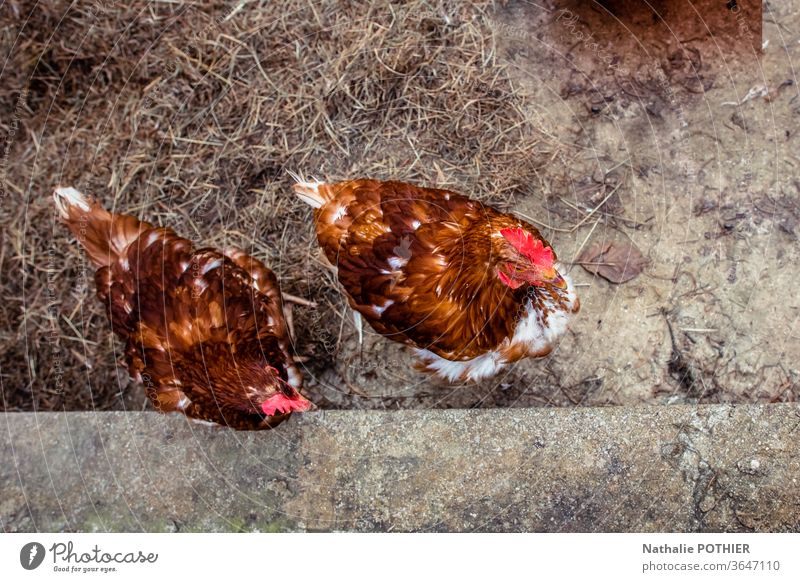 Draufsicht braune Hühner Pute Hühnerstall Bauernhof Hähnchen Legehenne Verlegung Zucht Landschaft Natur Federvieh Nutztier Geflügelfarm poul Ackerbau Farbfoto