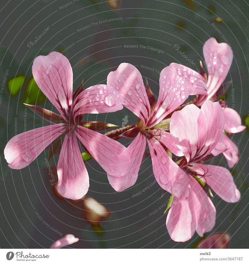 In Blüte Geranien Blume Natur filigran Blühend mehrfarbig Morgen Umwelt Kontrast Pelargonie Totale Sonnenlicht Textfreiraum oben Menschenleer Detailaufnahme