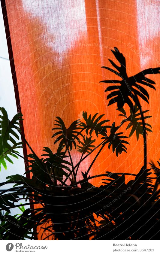 tropisches Urlaubsfeeling: Schattenumriss von Topfpflanze im Zimmer vor roter Gardine Zimmerpflanze Schattenwurf Urlaubsfeelig Imagination Muster Topgpflanze
