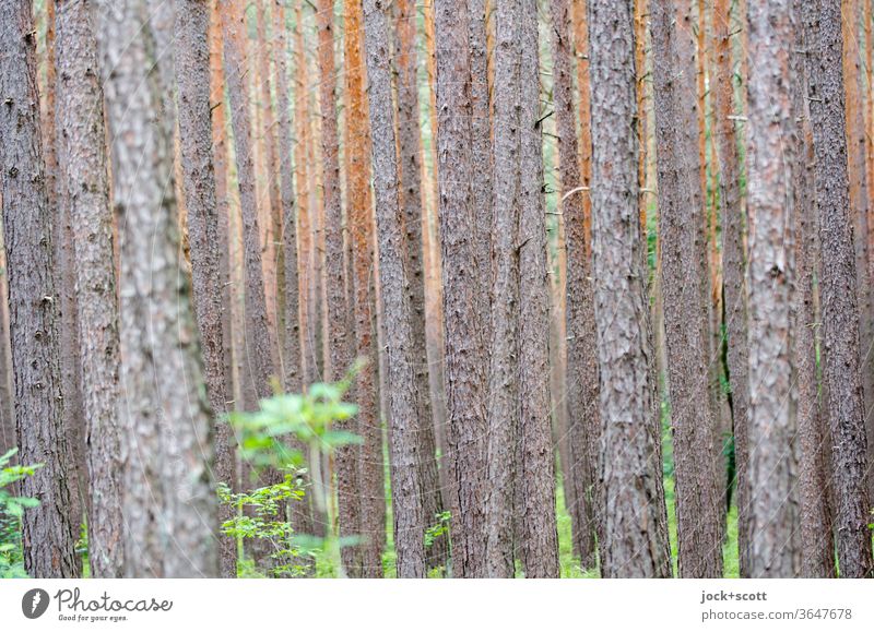 Wald vor lauter Bäumen Natur Baum Strukturen & Formen braun viele Baumstamm Kiefer Wachstum Hintergrundbild natürlich Monokultur Kraft nebeneinander Einigkeit
