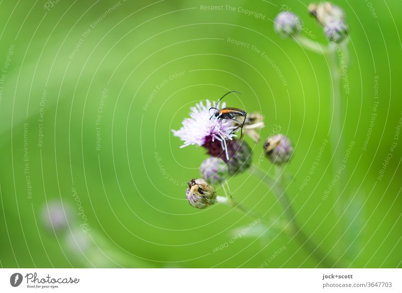Duft nach Honig am Grünen Wegesrand Insekt grün Natur Sommer Ackerdistel Diestel nah Knospen Blüte Blume natürlich Unschärfe Wildpflanze Lebensraum Blühend