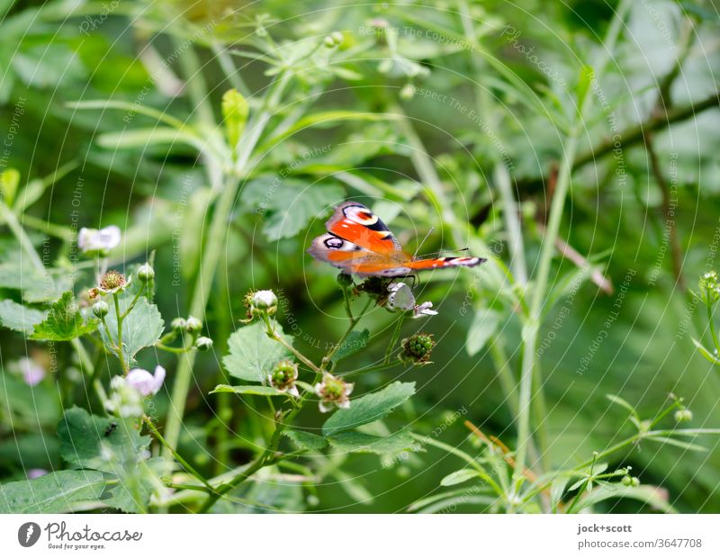 Flügelschlag eines Schmetterlings Sommer klein natürlich Natur 1 Leichtigkeit Tierporträt grün leicht Insekt Pflanze filigran Lebensraum Knospen Wildpflanze