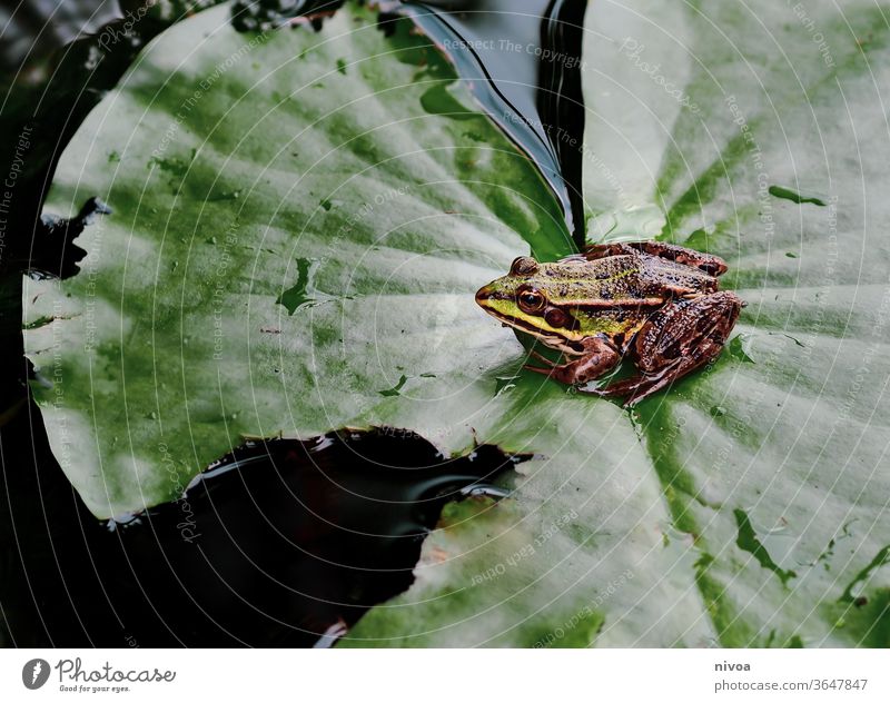 Frosch auf Blatt Teich Wasser Tier grün Natur Außenaufnahme Kröte Farbfoto Amphibie Froschkönig Nahaufnahme Wassertropfen Quaken braun Auge Gewässer Kaulquappe