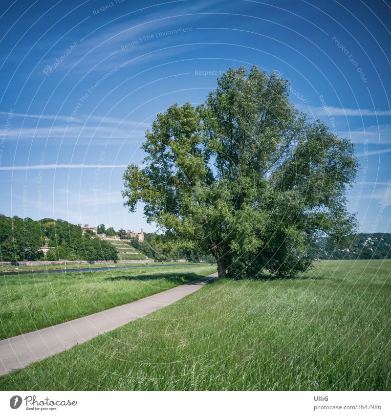 Elbwiesen in Dresden, Sachsen, Deutschland - Urbane Landschaft mit Baum und Elbwiesen in Johannstadt, Dresden, Sachsen, Deutschland. Aue Ausflugsziel Blasewitz