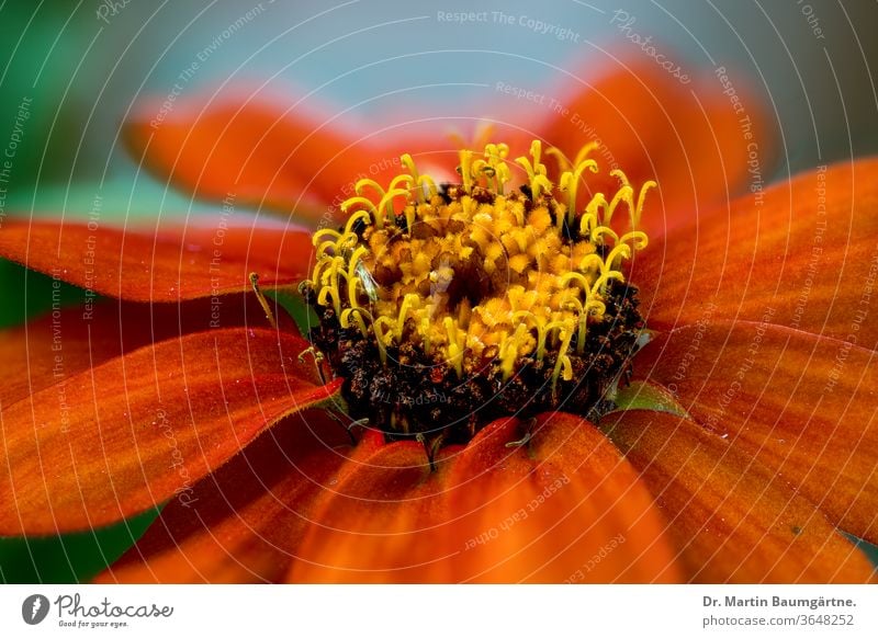 Zinnia-Hybride, oranger Stamm Kulturvarietät Blume Auswahl Detailaufnahme Blütenkopf Sonnenblumenfamilie Verbundwerkstoffe Asteraceae