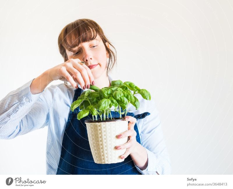Junge Frau baut zu Hause frisches Basilikum an Gartenarbeit heimwärts Konzept grün Topf Pflanze Kraut Beteiligung Hand Hobby aromatisch Hintergrund Lebensmittel