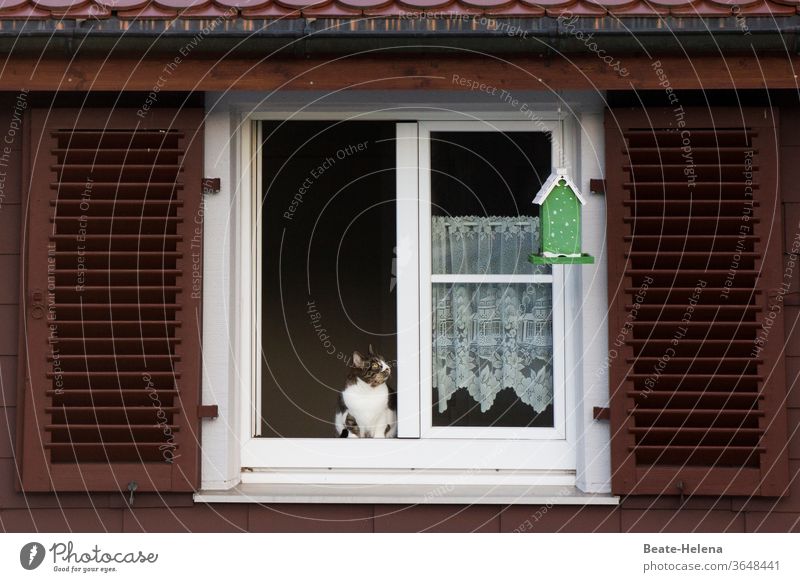 Zwiegespräch: Katze am offenen Fenster versucht Kontakt herzustellen zu Vogel Vogelhäuschen Beobachtungsposten Außenaufnahme Tier Blick Menschenleer sitzen