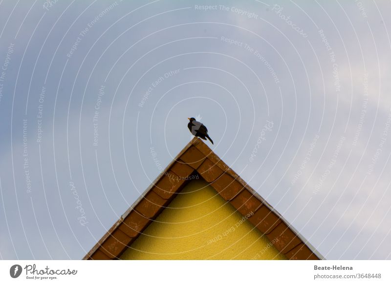 Warten auf bessere Zeiten - Vogel sitzt auf Dachfirst Himmel Farbfoto Menschenleer Zuversicht Optimismus gelber hintergrund Fassade schwarz Vogelperspektive