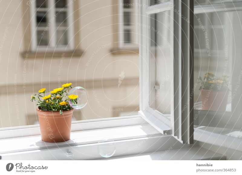 am fenster zum hof Pflanze Blume Fenster Freundlichkeit natürlich gelb weiß Natur Fensterbrett Topfpflanze Blumentopf Seifenblase Reflexion & Spiegelung