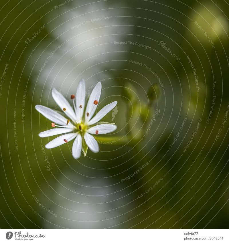 zartes Sternchen in weiß Blüte Pflanze Blume Sternmiere Natur Makroaufnahme Unschärfe Blühend filigran Stellaria Menschenleer Textfreiraum oben