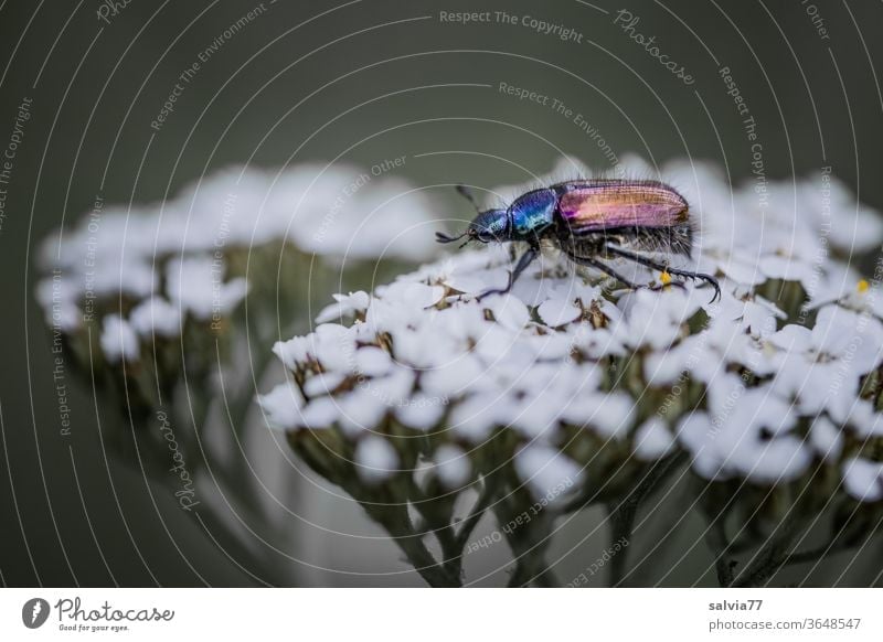 bunt-schillernder Käfer sitzt auf weißer Blüte Natur Schafgarbe Käfer schön schillernd Insekt krabbeln Makroaufnahme Pflanze glänzend Farbfoto Textfreiraum oben