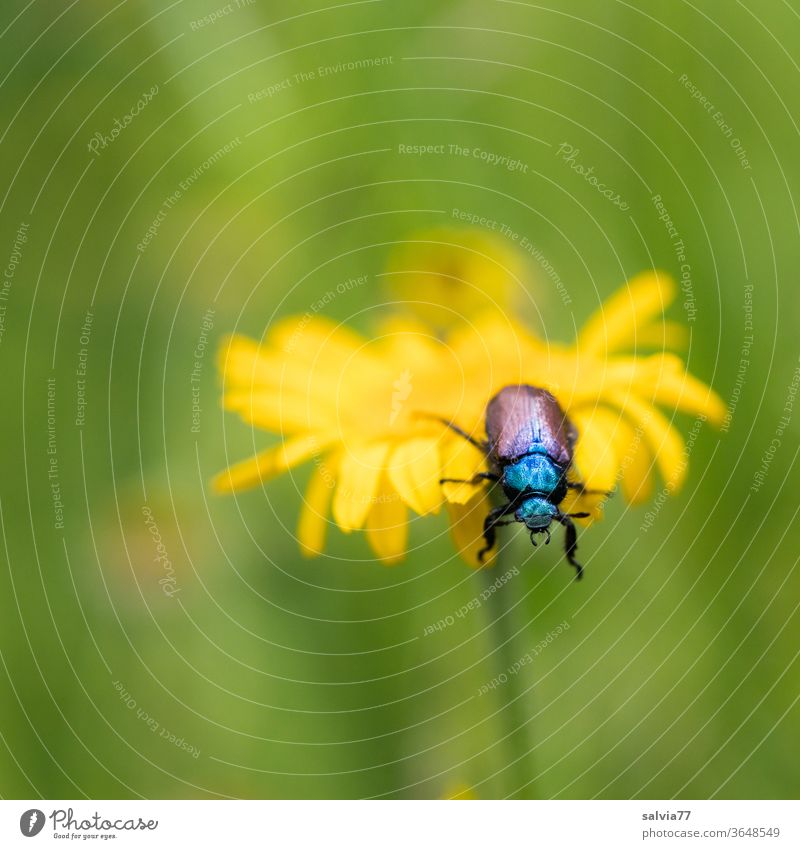 am Abgrund Natur Käfer Blume Färberkamille Sommer Blüte Schwache Tiefenschärfe gelb Pflanze Insekt Zottiger Getreidekäfer krabbeln Garten Tier 1 Makroaufnahme