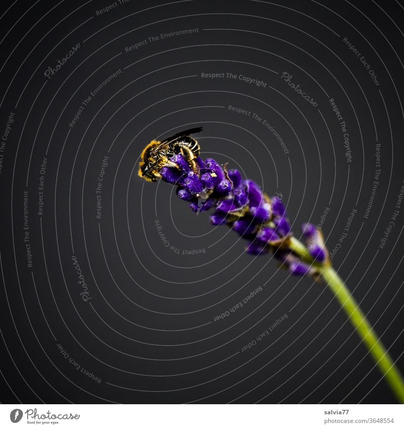 kleine Wildbiene sitzt auf einer Lavendelblüte Biene Natur Insekt Pflanze Blüte Blume Duft blau schwarz Garten Farbfoto Freisteller fleißig Tier Pollen Nektar