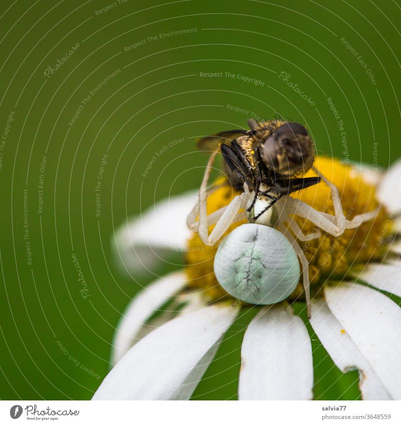 Jagderfolg einer Krabbenspinne Spinne jagen fangen Strategie Insekt Erfolg Blume Margerite Makroaufnahme Außenaufnahme Farbfoto Schwache Tiefenschärfe