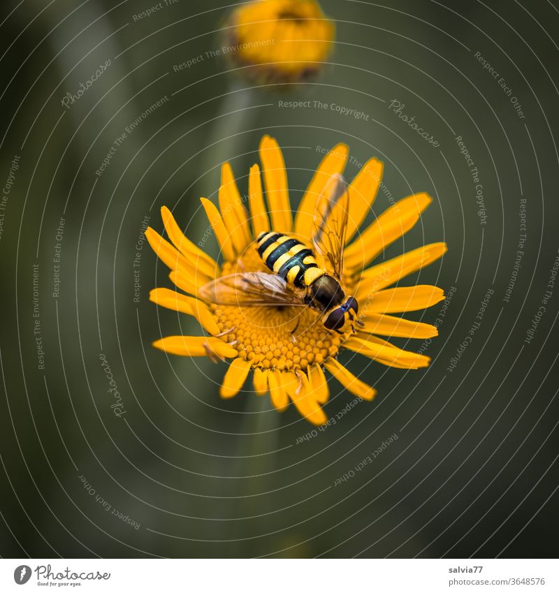 Schwebefliege nascht an Färberkamille Natur Makroaufnahme Blüte gelb Pflanze Sommer Garten Blume Blühend Nahaufnahme Hintergrund neutral schön Freisteller