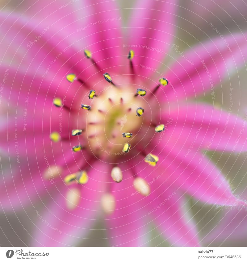 rosaroter Blütenstern, Makroaufnahme Blume Natur Pflanze schön Nahaufnahme Sommer Duft Stern Hauswurzpflanzen Dach-Hauswurz Sempervivum Schwache Tiefenschärfe