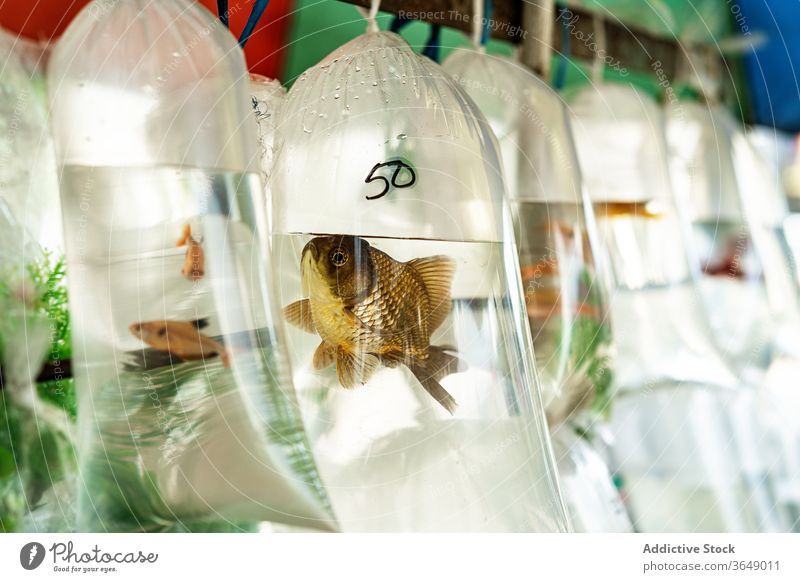 Verschiedene Fische in Plastiktüten verkaufen Markt Kunststoff Tasche lokal ländlich Wasser durchsichtig sortiert verschiedene schwimmen Container frisch aqua