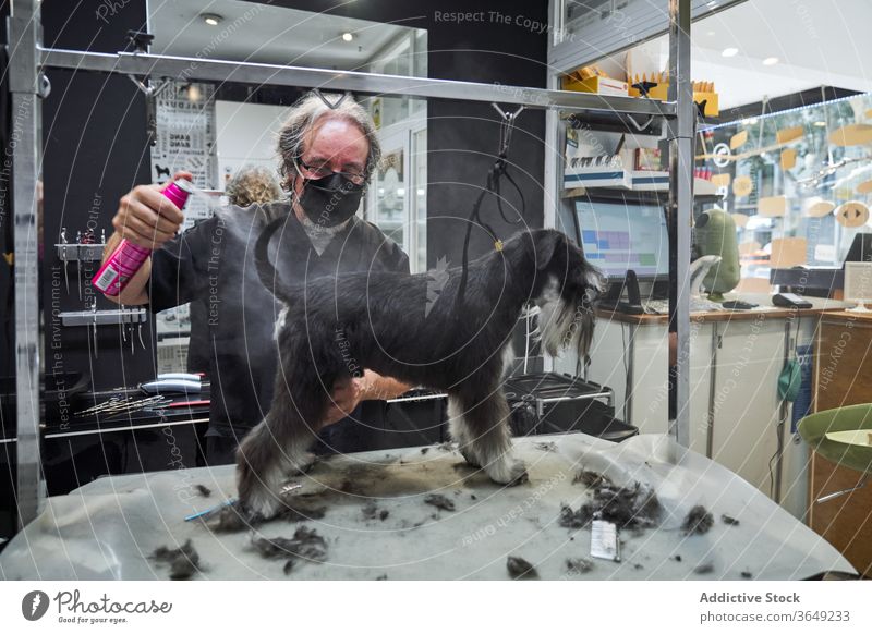 Pfleger sprüht Hund mit Spezialflüssigkeit ein Hundefrisörin Mann Spray Salon heimisch Tier Fussel männlich Haarschnitt Mundschutz behüten reif Erwachsener