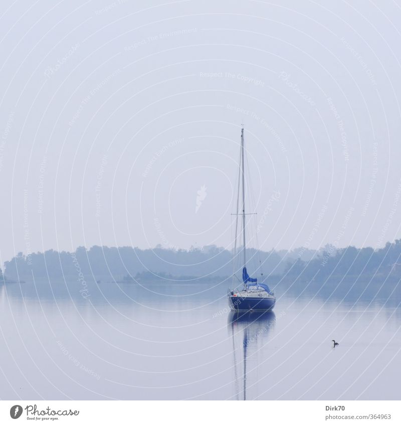 Segelyacht mit Haubentaucher Segeln Nebel Küste Bucht Ostsee Meer Insel Skandinavien Schweden Schifffahrt Jacht Segelboot Vogel 1 Tier Erholung warten blau grau