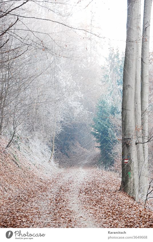 Ein stimmungsvoller Winterwald, mit Raureif bedeckt. Kälte Frost frostig kalt gefrieren gefroren winterlich Wald Bäume Zweige Weg Schnee geheimnisvoll