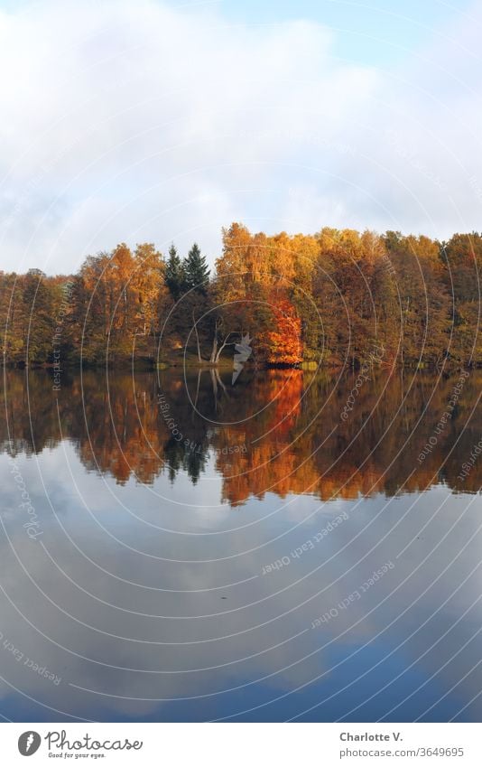 Symmetrie | Bäume mit buntem Herbstlaub spiegeln sich im See herbstlich Herbstliche Bäume Landschaft laubbäume Natur Spiegelung im Wasser Spiegelbild Seeufer