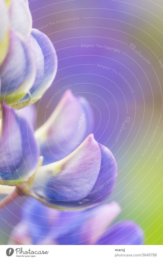 Einzelne Lupinenblüte von den Seite in Pastellfarben Blume Natur violett Blühend Pflanze schön Schwache Tiefenschärfe sanft elegant Duft natürlich
