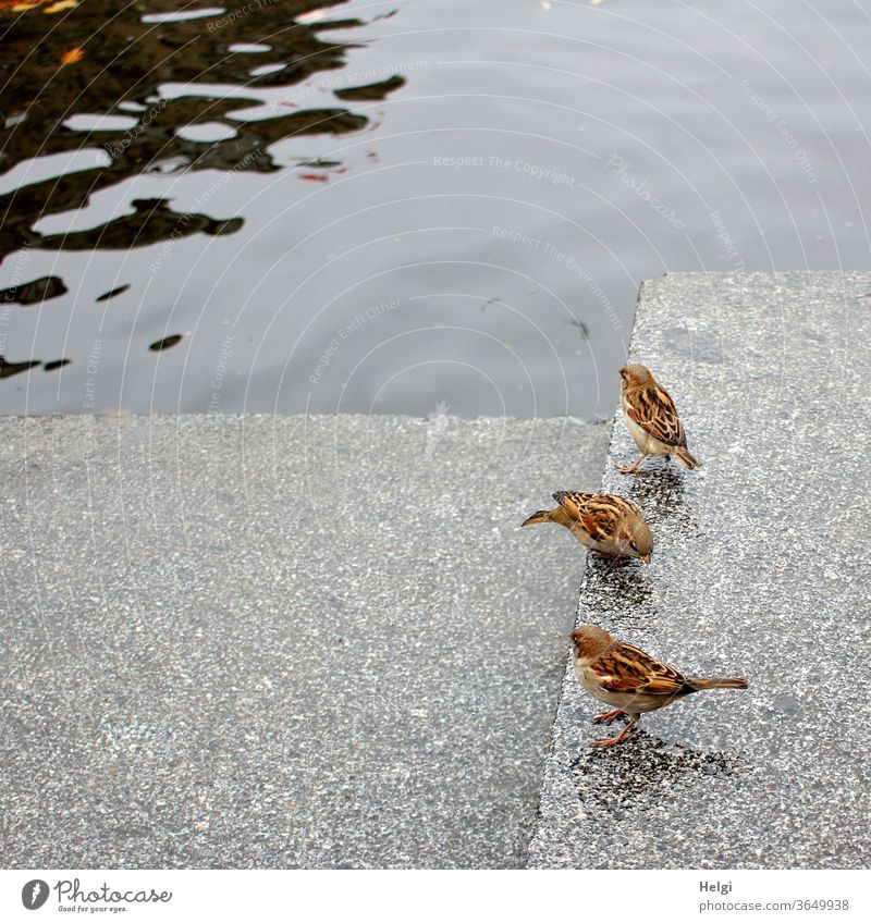 drei Spatzen suchen Futter auf den nassen Steinen am Ufer der Alster vogel Wasser Hamburg Alsterufer Außenaufnahme Farbfoto Menschenleer Reflexion & Spiegelung