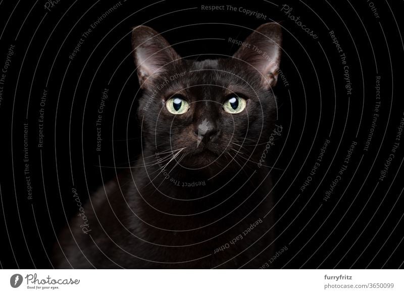 schwarze Katze auf schwarzem Hintergrund Portrait Haustiere Mischlingskatze Kurzhaarkatze Ein Tier schwarzer Hintergrund Studioaufnahme Textfreiraum
